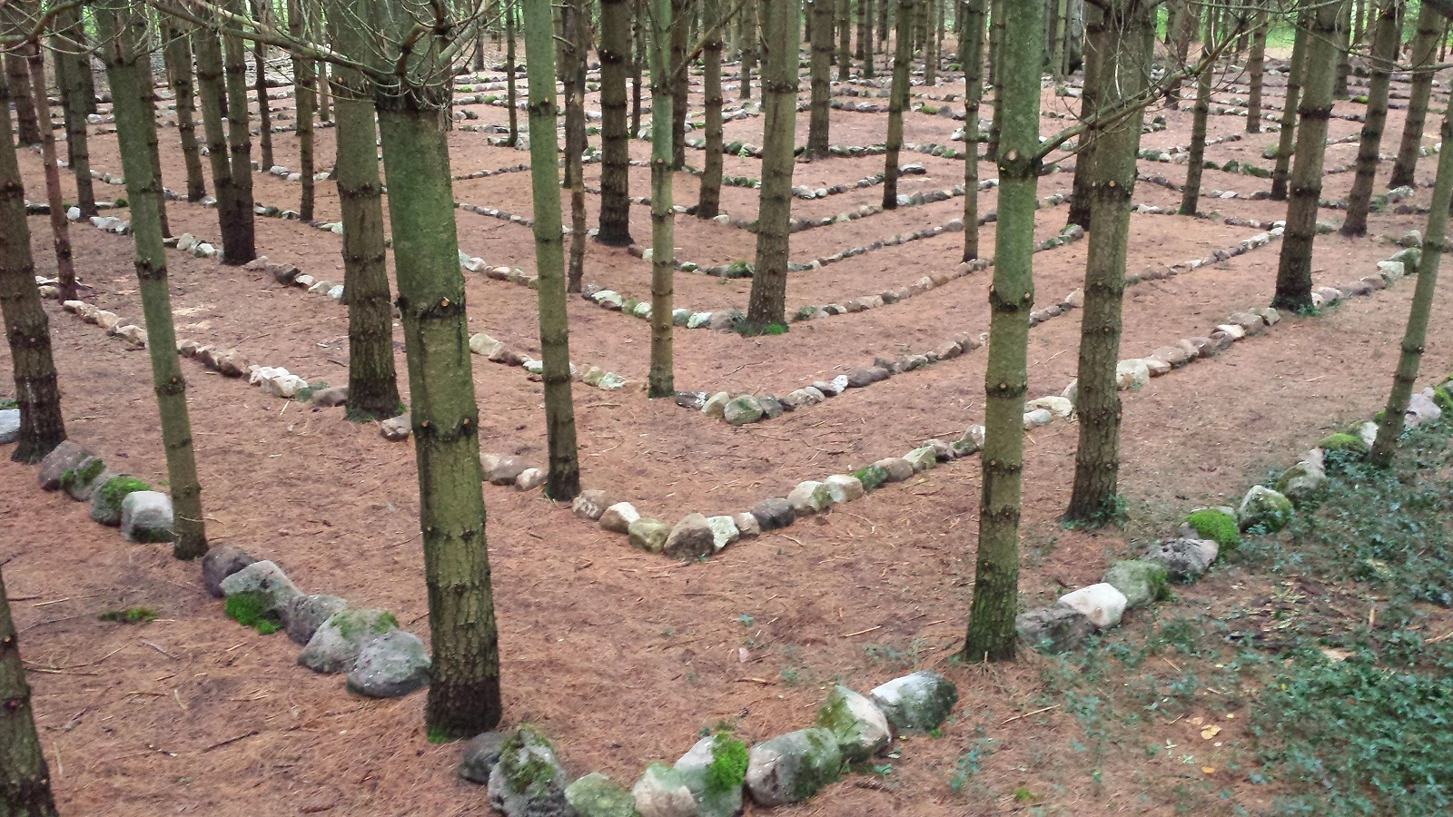 The Forest Labyrinth