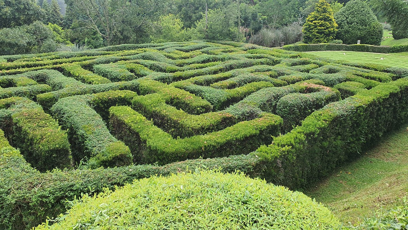 Hedge maze, full bushes
