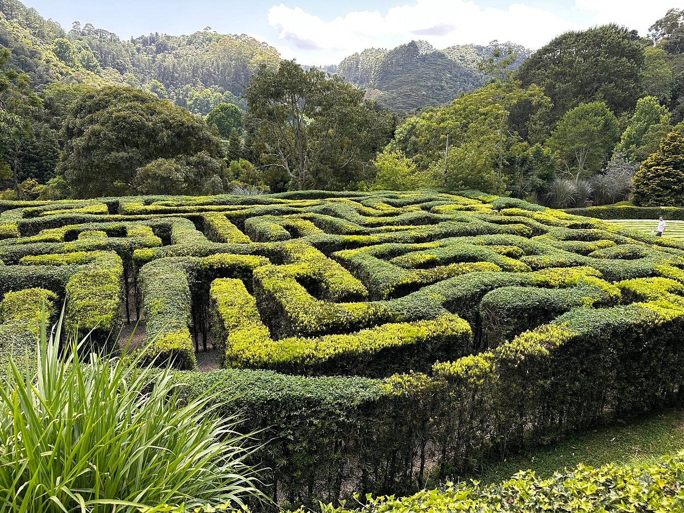 Hedge maze with some color in bushes