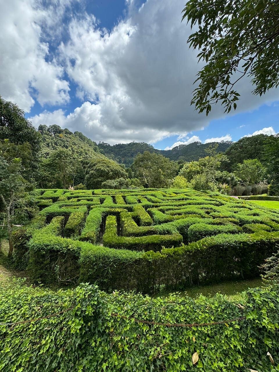 Hedge maze, greenery