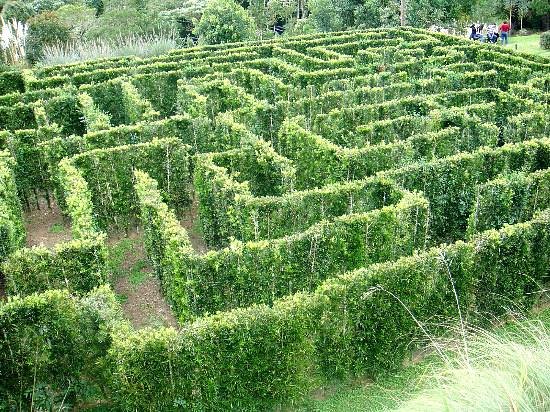 Hedge maze with bushes regrowing