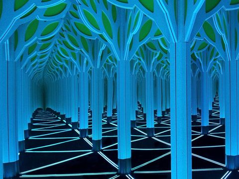 Numbers in Nature: A Mirror Maze