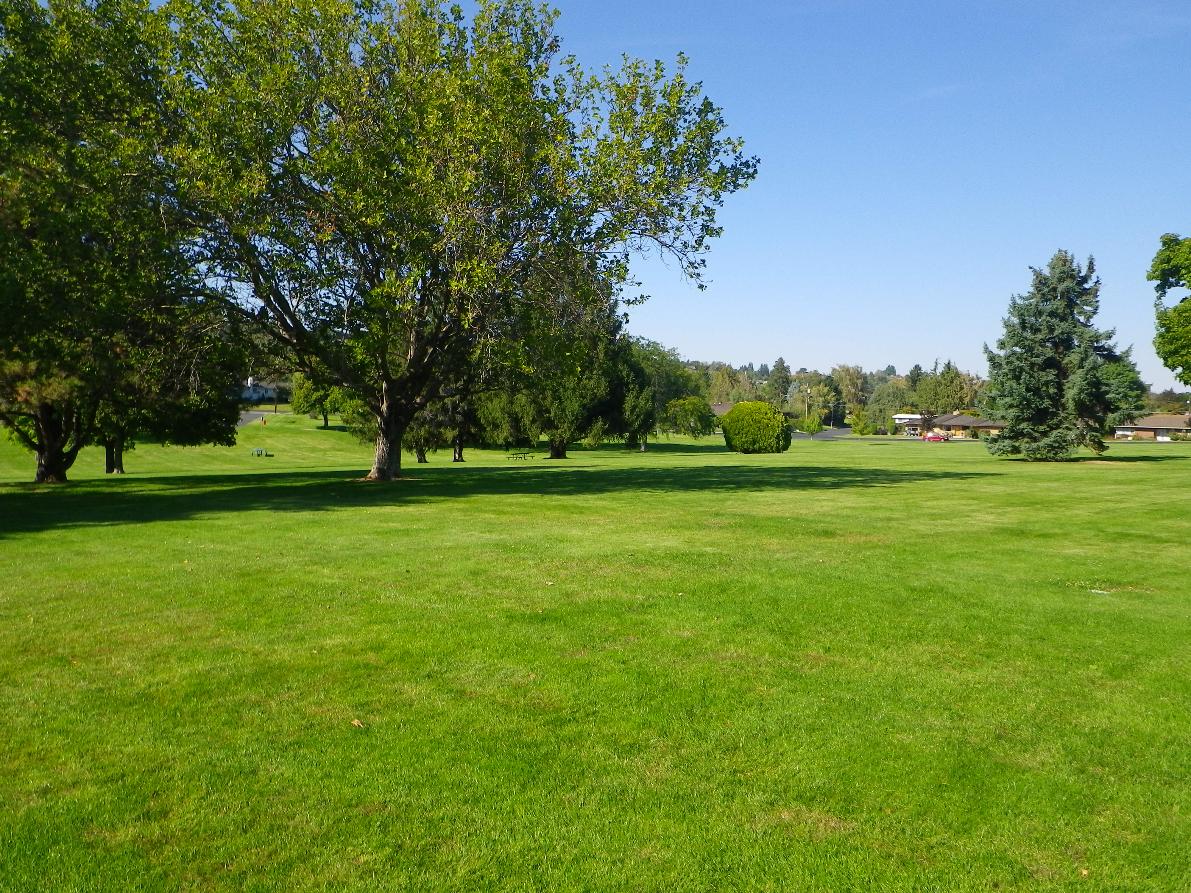 Lawn in the park